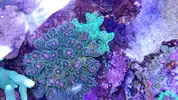[TodoMarino.com] Esqueje Pocillopora tricolor, lobophyton L y anemonas cuadricolor rojas top color, - Madrid