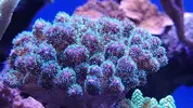[TodoMarino.com] Esqueje Pocillopora tricolor, lobophyton L y anemonas cuadricolor rojas top color, - Madrid