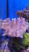 [TodoMarino.com] Esqueje Pocillopora tricolor, lobophyton L y anemonas cuadricolor rojas top color, - Madrid