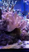[TodoMarino.com] Esqueje Pocillopora tricolor, lobophyton L y anemonas cuadricolor rojas top color, - Madrid