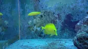 [TodoMarino.com] Zebrasoma Flavescens y Halichoeres Chrysus - Valladolid