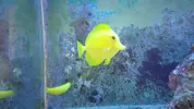 [TodoMarino.com] Zebrasoma Flavescens y Halichoeres Chrysus - Valladolid