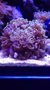 [TodoMarino.com] EUPHYLLIAS - Brown Jelly Syndrome