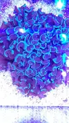 [TodoMarino.com] EUPHYLLIAS - Brown Jelly Syndrome