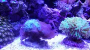[TodoMarino.com] EUPHYLLIAS - Brown Jelly Syndrome