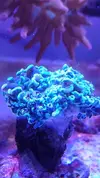 [TodoMarino.com] EUPHYLLIAS - Brown Jelly Syndrome