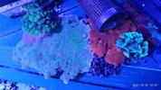 [TodoMarino.com] Roca plana con varias piezas - Moaña Pontevedra