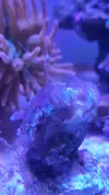 [TodoMarino.com] EUPHYLLIAS - Brown Jelly Syndrome
