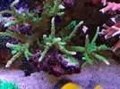 [TodoMarino.com] Vendo corales en Valencia - Valencia