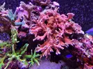 [TodoMarino.com] Vendo corales en Valencia - Valencia