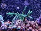 [TodoMarino.com] Vendo corales en Valencia - Valencia