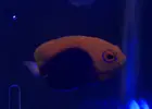 [TodoMarino.com] Vendo Centropyge Acanthops - Madrid