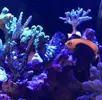 [TodoMarino.com] Vendo Centropyge Acanthops - Madrid