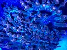 [TodoMarino.com] Anemonas Entacmaea quadricolor - Móstoles