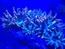[TodoMarino.com] Anemonas Entacmaea quadricolor - Móstoles