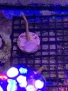 [TodoMarino.com] Cambio de esquejes - Madrid suroeste