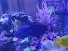 [TodoMarino.com] vendo halichoeres marginatus (Sevilla) - Dos hermanas, Sevilla