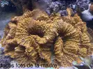 [TodoMarino.com] Venta corales - Petrer (Alicante)