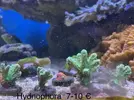[TodoMarino.com] Venta corales - Petrer (Alicante)