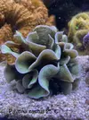 [TodoMarino.com] Venta corales - Petrer (Alicante)