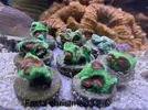 [TodoMarino.com] Venta corales - Petrer (Alicante)