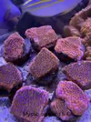 [TodoMarino.com] Venta corales - Petrer (Alicante)
