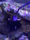 [TodoMarino.com] Primer Acuario Marino
