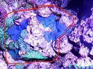 [TodoMarino.com] Roca con muchos discosomas watermelon y azules - Cordoba