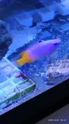 [TodoMarino.com] Pseudanthia Squamipinnis y Gramma Loreto - Moaña (Pontevedra)