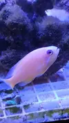 [TodoMarino.com] Pseudanthia Squamipinnis y Gramma Loreto - Moaña (Pontevedra)