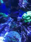 [TodoMarino.com] Vendo peces por desmonte - Elche