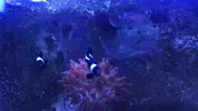[TodoMarino.com] Vendo peces por desmonte - Elche
