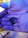 [TodoMarino.com] Vendo peces por desmonte - Elche