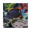 [TodoMarino.com] Vendo peces por desmonte - Elche