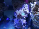 [TodoMarino.com] Mi inicio en Marino