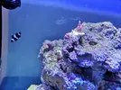 [TodoMarino.com] Mi inicio en Marino