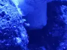 [TodoMarino.com] Mi inicio en Marino