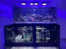 [TodoMarino.com] Cambio acuario marino de 540l completo por otra cosa