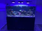 [TodoMarino.com] Cambio acuario marino de 540l completo por otra cosa