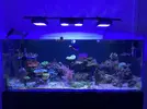 [TodoMarino.com] Cambio acuario marino de 540l completo por otra cosa