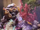 [TodoMarino.com] Botryocladia uvaria y discosomas verdes. Regalo. Málaga