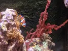 [TodoMarino.com] Botryocladia uvaria y discosomas verdes. Regalo. Málaga