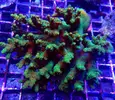 [TodoMarino.com] Vendida Acropora XL