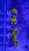 [TodoMarino.com] Euphyllia golden