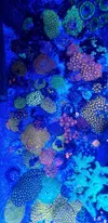 [TodoMarino.com] Vendo zoanthus (zoas)