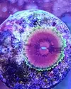 [TodoMarino.com] Vendo zoanthus (zoas)