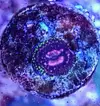[TodoMarino.com] Vendo zoanthus (zoas)