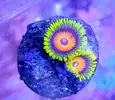 [TodoMarino.com] Vendo zoanthus (zoas)