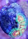 [TodoMarino.com] Vendo zoanthus (zoas)