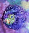 [TodoMarino.com] Vendo zoanthus (zoas)
